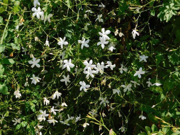 Jasmine Fragrance: A Symphony of Elegance and Timelessness